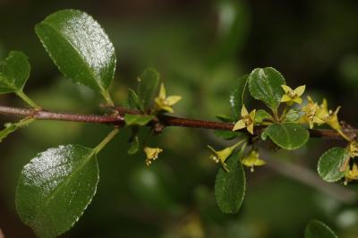 Nerprun des rochers Rhamnus saxatilis Jacq., 1762