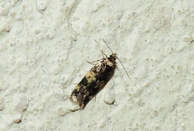  Oegoconia 
