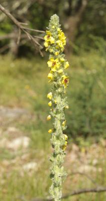Molène de Boerhaave, Molène de mai Verbascum boerhavii L., 1767