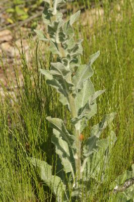 Molène de Boerhaave, Molène de mai Verbascum boerhavii L., 1767
