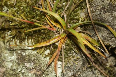 Luzule de Forster Luzula forsteri (Sm.) DC., 1806