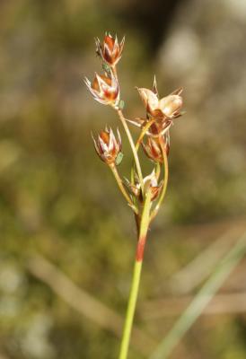 Luzule de Forster Luzula forsteri (Sm.) DC., 1806