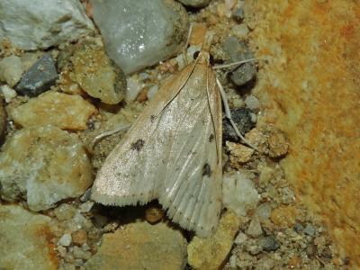  Udea numeralis (Hübner, 1796)