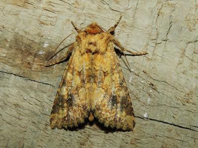 Noctuelle limoneuse (La), Noctuelle des Silènes (L Conisania luteago (Denis & Schiffermüller, 1775)