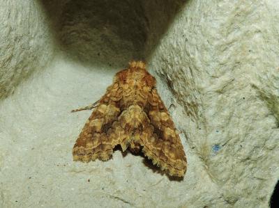 Noctuelle limoneuse (La), Noctuelle des Silènes (L Conisania luteago (Denis & Schiffermüller, 1775)