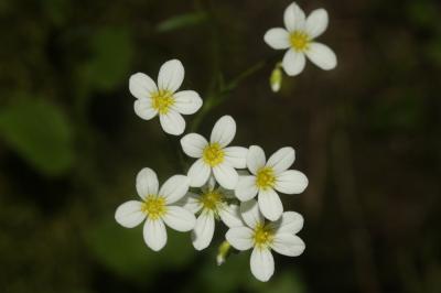 Saxifrage continentale Saxifraga fragosoi Sennen, 1929