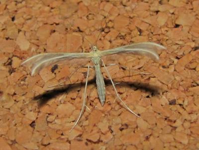  Merrifieldia baliodactyla (Zeller, 1841)