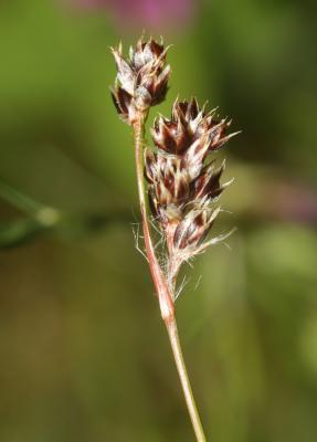 Luzule champêtre Luzula campestris (L.) DC., 1805