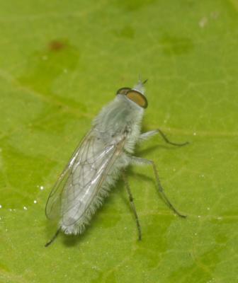  Acrosathe annulata (Fabricius, 1805)