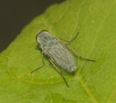  Acrosathe annulata (Fabricius, 1805)