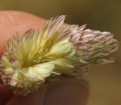 Alpiste bleuâtre Phalaris coerulescens Desf., 1798