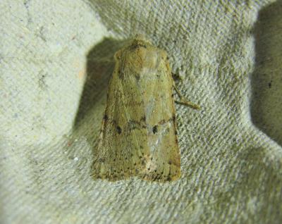  Xanthia ruticilla (Esper, 1791)