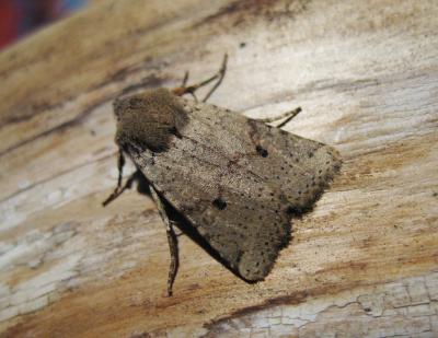  Xanthia ruticilla (Esper, 1791)