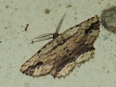 Boarmie pétrifiée (La) Menophra abruptaria (Thunberg, 1792)