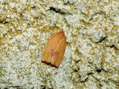  Cacoecimorpha pronubana (Hübner, 1799)