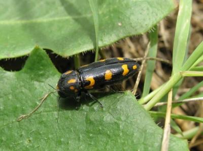  Ptosima undecimmaculata (Herbst, 1784)