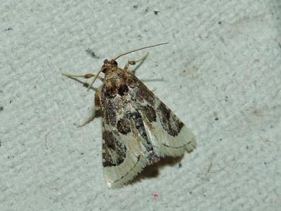  Loryma egregialis (Herrich-Schäffer, 1838)