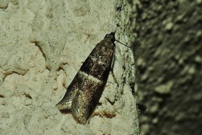 Elegia similella (Zincken, 1818)