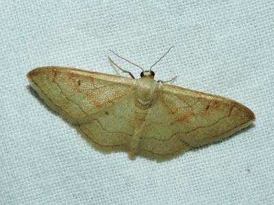 Acidalie ombrée (L') Idaea rubraria (Staudinger, 1901)