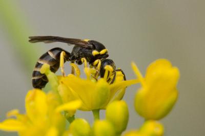  Hylaeus pictus (Smith, 1853)