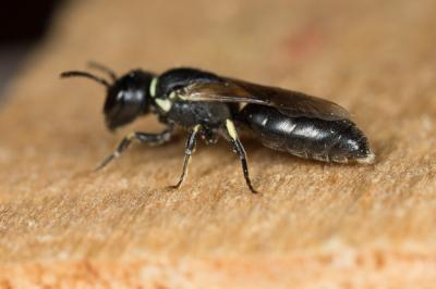  Hylaeus cornutus Curtis, 1831