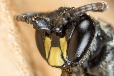  Hylaeus difformis (Eversmann, 1852)