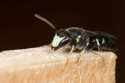  Hylaeus hyalinatus Smith, 1842