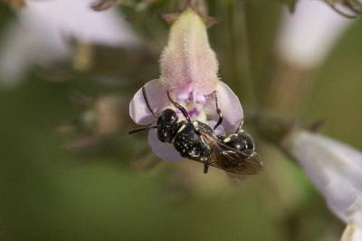  Hylaeus hyalinatus Smith, 1842