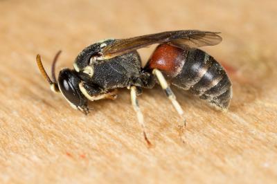  Hylaeus meridionalis Förster, 1871