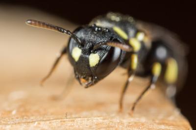  Hylaeus annularis (Kirby, 1802)