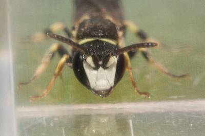  Hylaeus variegatus (Fabricius, 1798)