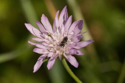  Hylaeus variegatus (Fabricius, 1798)