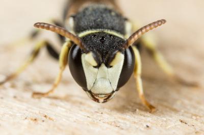  Hylaeus variegatus (Fabricius, 1798)