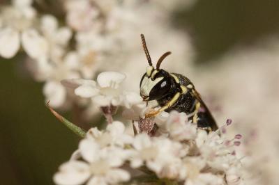  Hylaeus variegatus (Fabricius, 1798)
