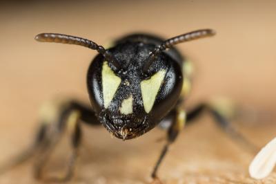  Hylaeus imparilis Förster, 1871