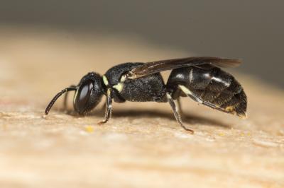  Hylaeus imparilis Förster, 1871