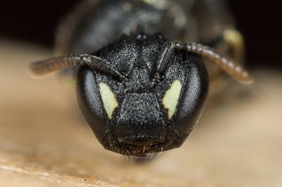  Hylaeus imparilis Förster, 1871