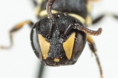  Hylaeus imparilis Förster, 1871