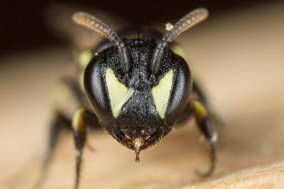  Hylaeus imparilis Förster, 1871