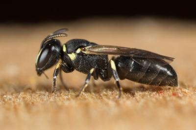  Hylaeus imparilis Förster, 1871