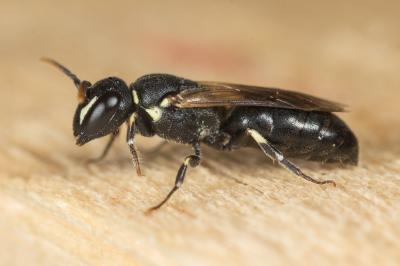  Hylaeus kahri Förster, 1871