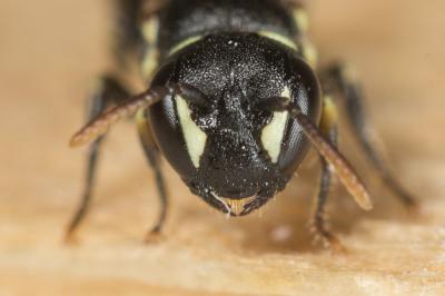  Hylaeus kahri Förster, 1871