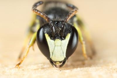  Hylaeus pictipes Nylander, 1852