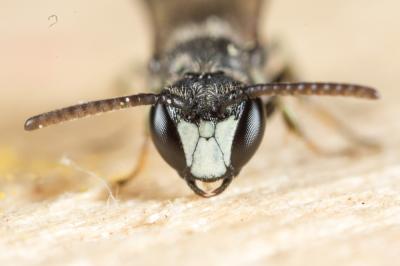  Hylaeus pictipes Nylander, 1852