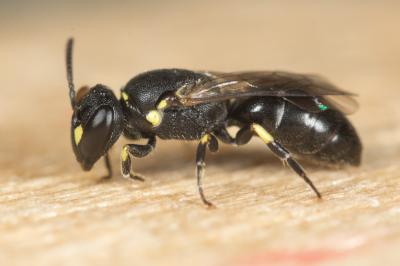  Hylaeus taeniolatus Förster, 1871