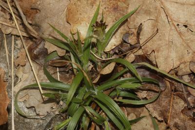 Luzule champêtre Luzula campestris (L.) DC., 1805