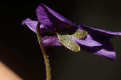 Violette odorante Viola odorata L., 1753