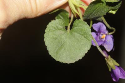 Violette odorante Viola odorata L., 1753