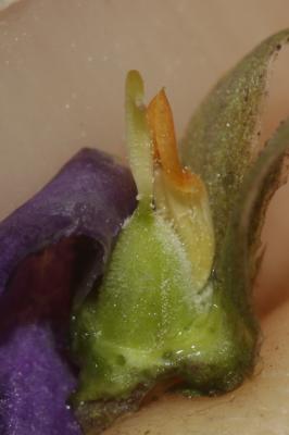 Violette odorante Viola odorata L., 1753