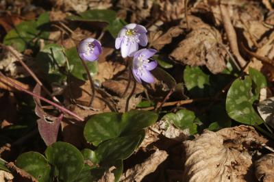 Hépatique à trois lobes Anemone hepatica L., 1753